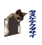 まゆげ猫 まゆたま すたんぷ（個別スタンプ：21）