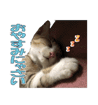 まゆげ猫 まゆたま すたんぷ（個別スタンプ：22）