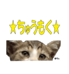 まゆげ猫 まゆたま すたんぷ（個別スタンプ：23）