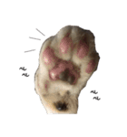 まゆげ猫 まゆたま すたんぷ（個別スタンプ：24）
