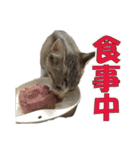 まゆげ猫 まゆたま すたんぷ（個別スタンプ：25）