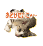 まゆげ猫 まゆたま すたんぷ（個別スタンプ：26）