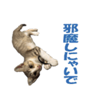 まゆげ猫 まゆたま すたんぷ（個別スタンプ：27）