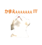 まゆげ猫 まゆたま すたんぷ（個別スタンプ：28）
