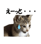 まゆげ猫 まゆたま すたんぷ（個別スタンプ：29）