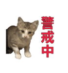 まゆげ猫 まゆたま すたんぷ（個別スタンプ：31）