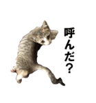 まゆげ猫 まゆたま すたんぷ（個別スタンプ：32）