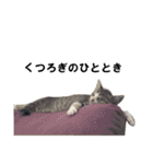 まゆげ猫 まゆたま すたんぷ（個別スタンプ：33）