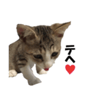 まゆげ猫 まゆたま すたんぷ（個別スタンプ：34）