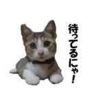 まゆげ猫 まゆたま すたんぷ（個別スタンプ：35）