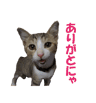 まゆげ猫 まゆたま すたんぷ（個別スタンプ：36）