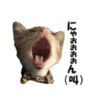 まゆげ猫 まゆたま すたんぷ（個別スタンプ：39）