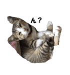 まゆげ猫 まゆたま すたんぷ（個別スタンプ：40）