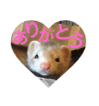 すぇれっとすたんぷ（個別スタンプ：7）