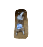 アイラブコーギー（個別スタンプ：7）