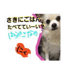 コンタさんの日常04（個別スタンプ：1）