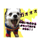 コンタさんの日常04（個別スタンプ：2）
