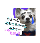 コンタさんの日常04（個別スタンプ：3）