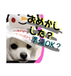 コンタさんの日常04（個別スタンプ：7）