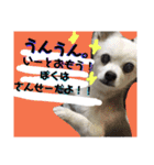 コンタさんの日常04（個別スタンプ：8）