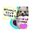 コンタさんの日常04（個別スタンプ：11）
