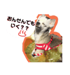 コンタさんの日常04（個別スタンプ：12）