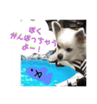 コンタさんの日常04（個別スタンプ：13）