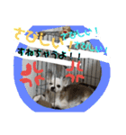 コンタさんの日常04（個別スタンプ：14）