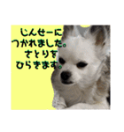 コンタさんの日常04（個別スタンプ：15）