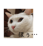 鉄♡陽（個別スタンプ：17）