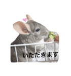 チンチラ@もふくんスタンプ（個別スタンプ：2）