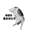 ふとっちょねこさん（個別スタンプ：2）
