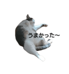 ふとっちょねこさん（個別スタンプ：3）