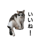 ふとっちょねこさん（個別スタンプ：5）