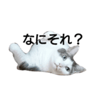 ふとっちょねこさん（個別スタンプ：7）