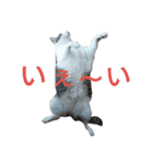 ふとっちょねこさん（個別スタンプ：8）