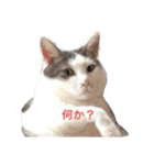 ふとっちょねこさん（個別スタンプ：9）