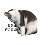 ふとっちょねこさん（個別スタンプ：10）