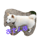 こむぎとちゃぴ（個別スタンプ：1）