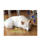 こむぎとちゃぴ（個別スタンプ：3）