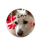 こむぎとちゃぴ（個別スタンプ：6）