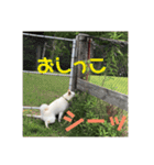 こむぎとちゃぴ（個別スタンプ：7）