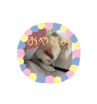 こむぎとちゃぴ（個別スタンプ：12）