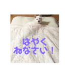 こむぎとちゃぴ（個別スタンプ：13）