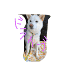 こむぎとちゃぴ（個別スタンプ：14）