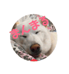 こむぎとちゃぴ（個別スタンプ：15）