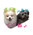 ペキプーのペキ助＆ポメラニアンのポメ吉 1（個別スタンプ：1）