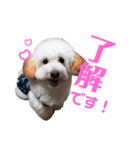 ペキプーのペキ助＆ポメラニアンのポメ吉 1（個別スタンプ：3）