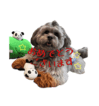 ペキプーのペキ助＆ポメラニアンのポメ吉 1（個別スタンプ：4）