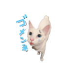 しーちゃん猫（個別スタンプ：3）